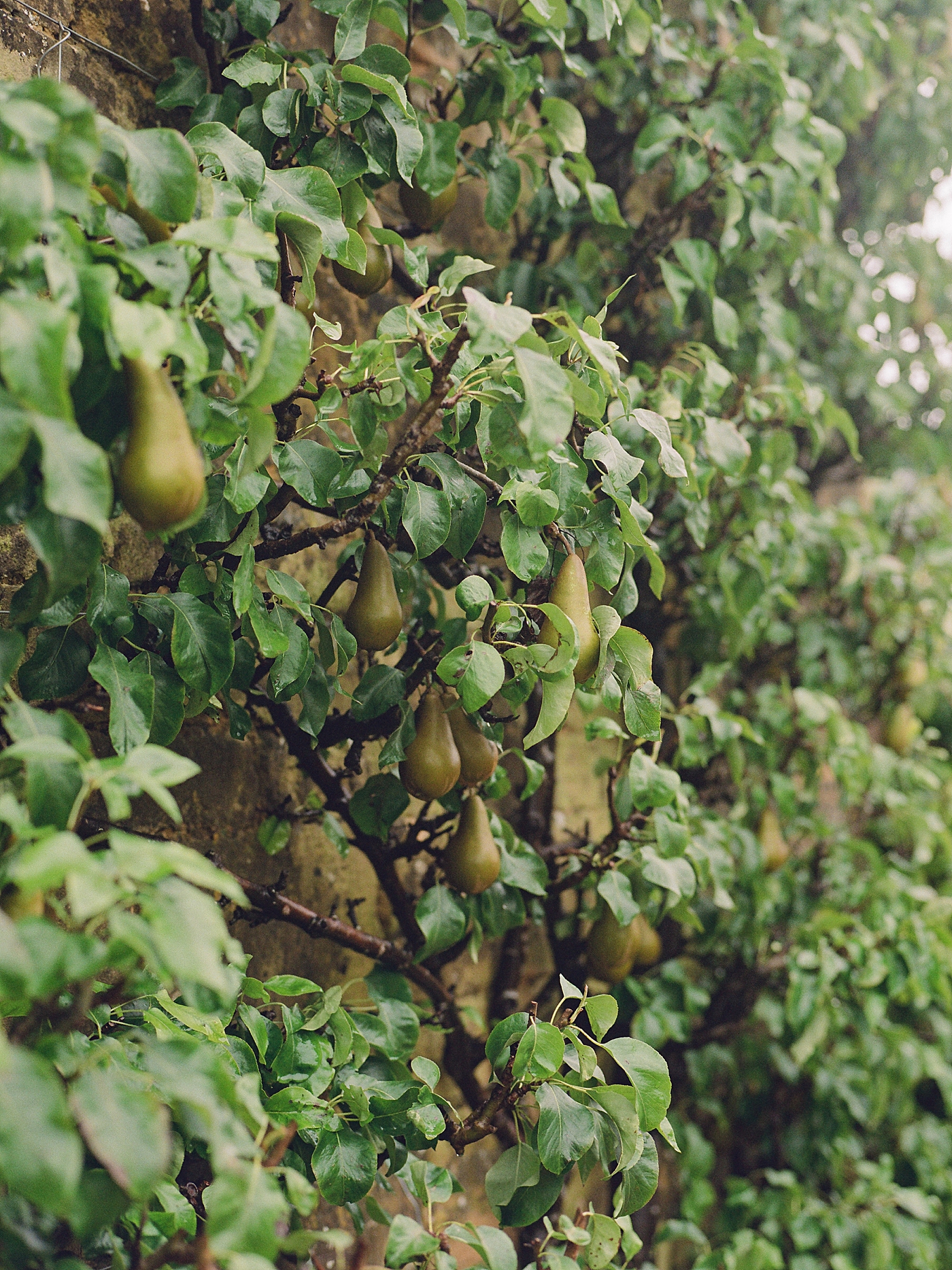 Pears growing on a stone wall | Photo by Cotswolds Wedding Photographer Hope Helmuth 