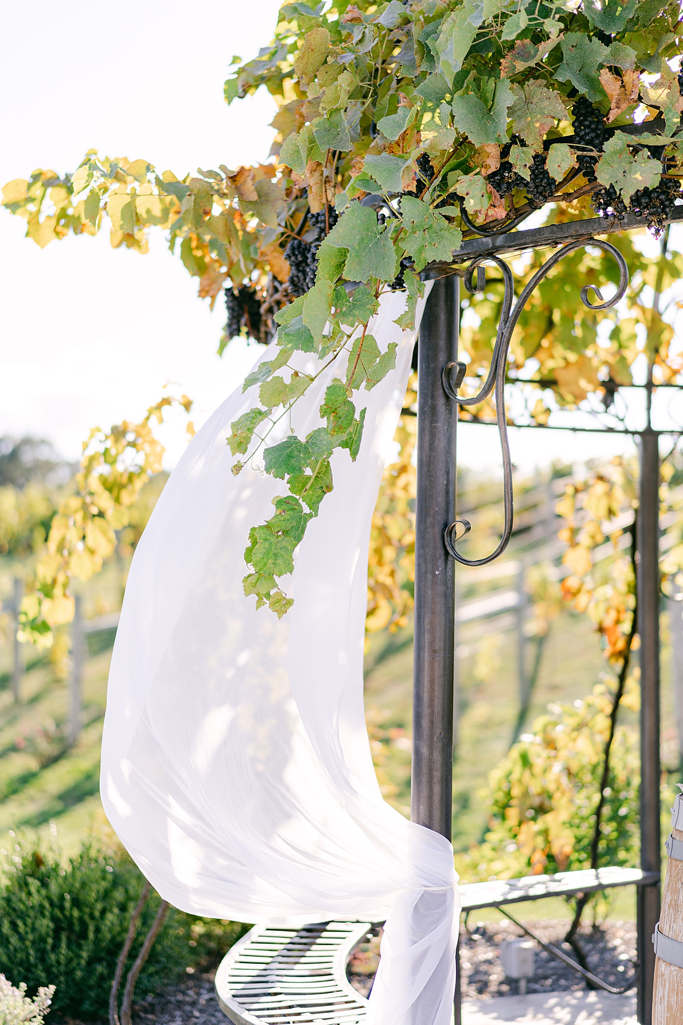 Wedding arbor lines with grape vines | Photo by Hope Helmuth Photography