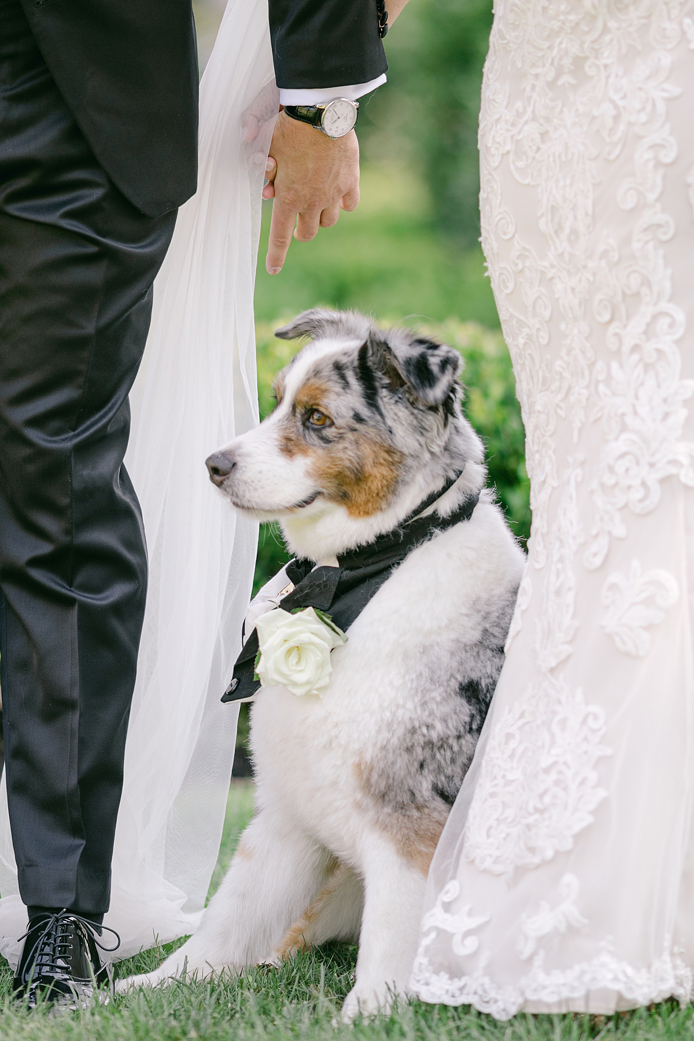 Puppy with bride and groom | Image by Hope Helmuth Photography