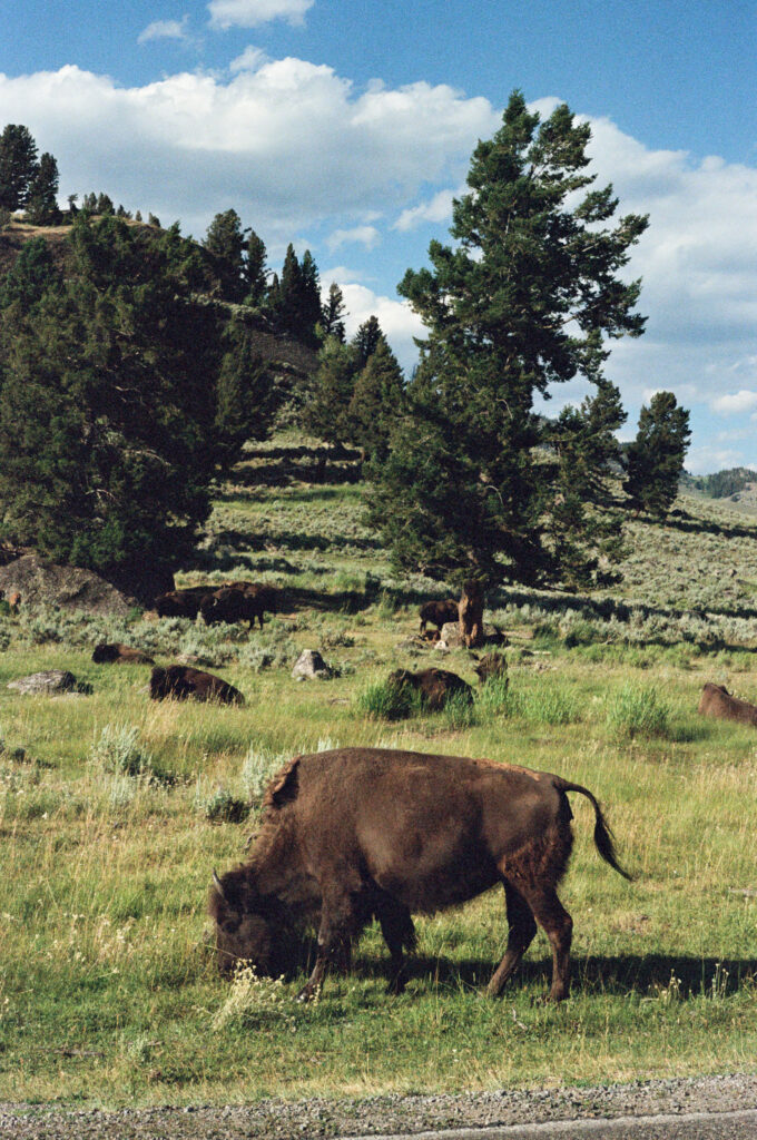 jackson hole wedding photographer